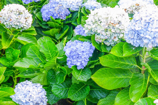 Hydrangea flower blooming in flower garden, Hydrangea macrophylla,purple and blue hydrangea bush a in full bloom.