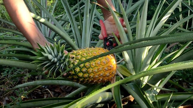 Using a Clipper To Harvest a Large Pinaepille