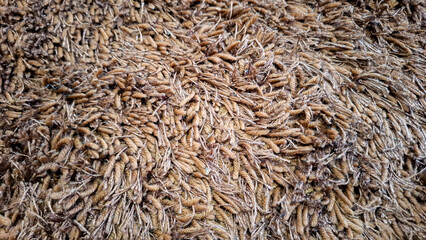 Full frame image of brown fluffy shaggy rug texture with long soft fibers. Ideal for realistic 3D material mapping, background overlay, and cozy textile design © Bendy Moe
