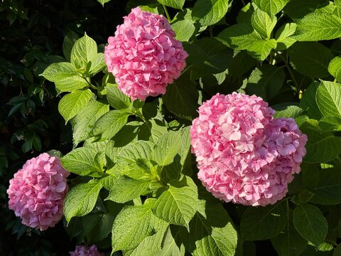 Hydrangea macrophylla shrub with pink blooms