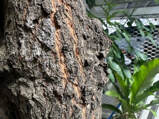 Fototapeta premium Tree bark texture and tropical tree trunk detail
