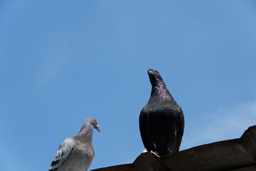 two pigeons on the roof © Pandu