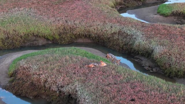 Black-backed jackals in Walvis Bay salt marsh, Namibia