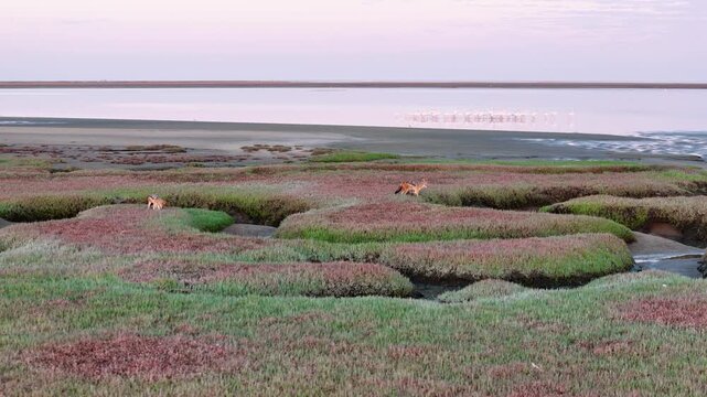 Black-Backed jackals and flamingos at Walvis Bay Lagoon, Namibia
