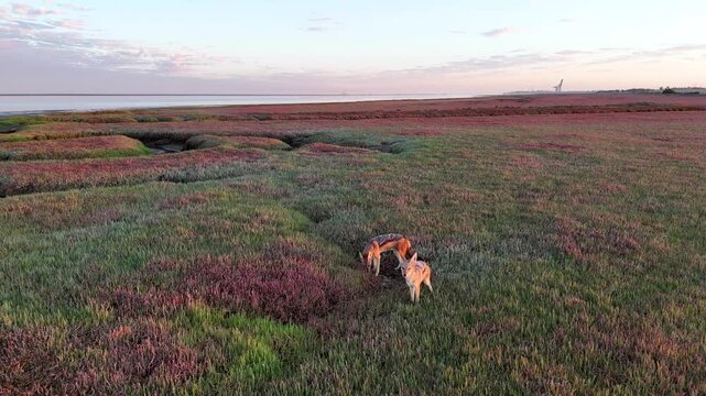 Black-backed jackals foraging in Walvis Bay salt marsh, Namibia