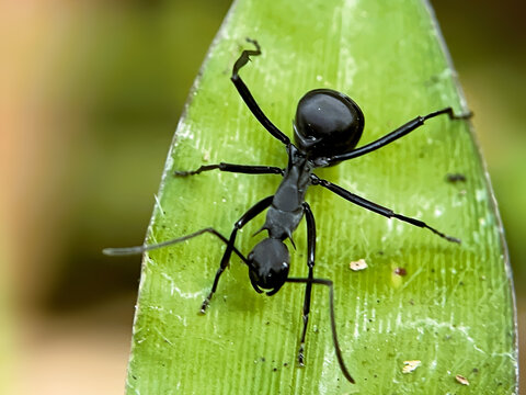 Macro Shot of a Black Spiny Ant Climbing on a Vibrant Green Leaf in Nature