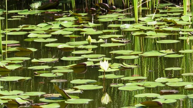 夏の池に浮かぶ美しい白い睡蓮と緑の葉の風景