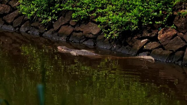 A wide static tracking shot partially framed by foreground grasses, showing an Asian water monitor lizard (Varanus salvator) swimming smoothly past a stone wall lined with green foliage.