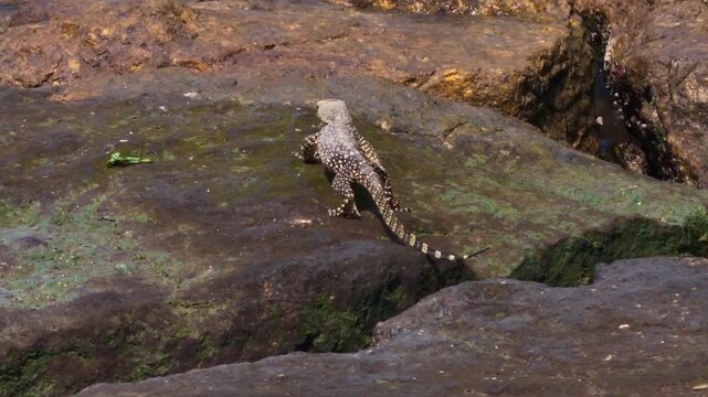 A tracking medium shot following a baby Asian water monitor lizard (Varanus salvator) as it actively climbs over large, uneven seaside rocks.