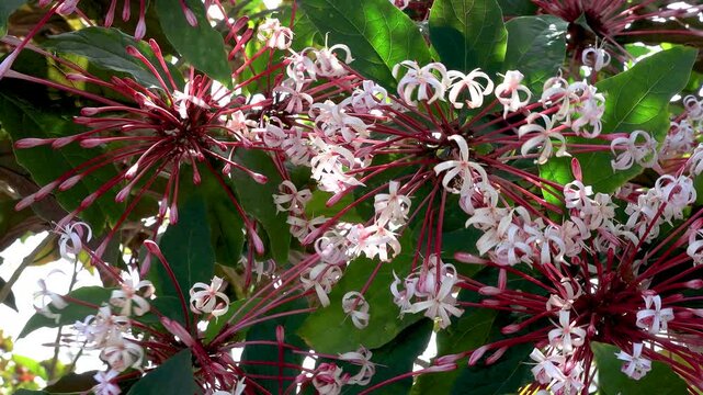 vibrant violet starburst bush branch swaying in a gentle breeze.sunlight illuminates natural floral petal details, organic leaf patterns, wild botanical element.growth in a bright summer garden scener