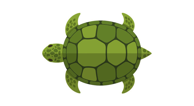 Green Sea Turtle Illustration - Top View, Flat Design