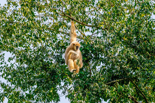 White-handed gibbon or Gibbons on trees, gibbon hanging from the tree branch. Animal in the wild, KhaoYai National Park, Thailand.
