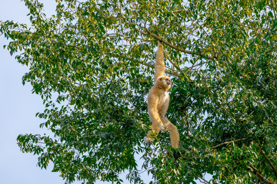 White-handed gibbon or Gibbons on trees, gibbon hanging from the tree branch. Animal in the wild, KhaoYai National Park, Thailand.