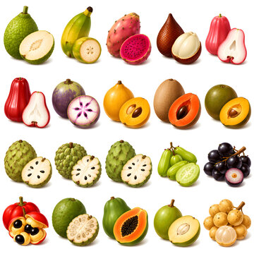 Fruits vector illustration collection
