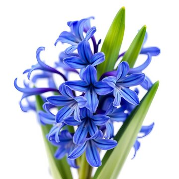 Hyacinth flower blooms in vibrant blue on a pure white background, flowers, white