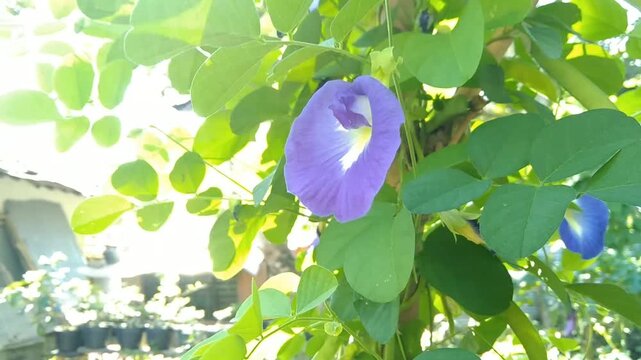 Close up view of a vibrant blue-purple butterfly pea flower against bright green leaves