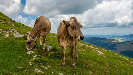 Obraz premium Landschaft im Appenzeller Land