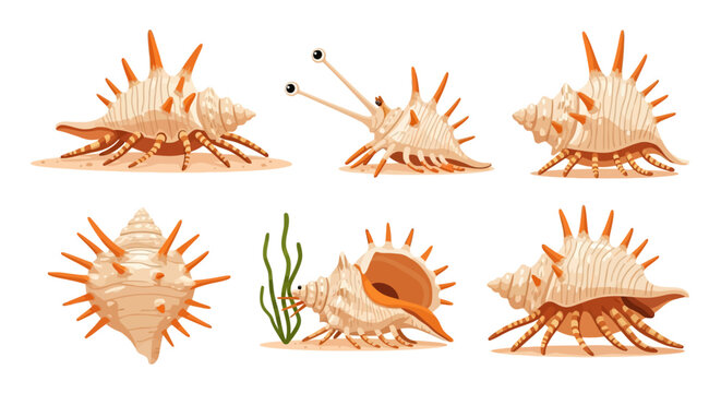 Giant Spider Conch Shell Vector Set in Various Poses
