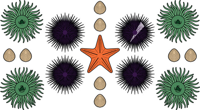Tide Pool Marine Biology Vector Set with Orange Starfish Purple Sea Urchins Green Anemones and Scallop Shells Coastal Wildlife Pattern Design