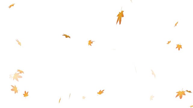 falling autumn leaves background overlay, realistic autumn maple leaves falling animation loop with alpha channel.