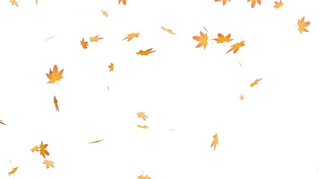 falling autumn maple leaves on white background, autumn leaves falling particle overlay loopable.