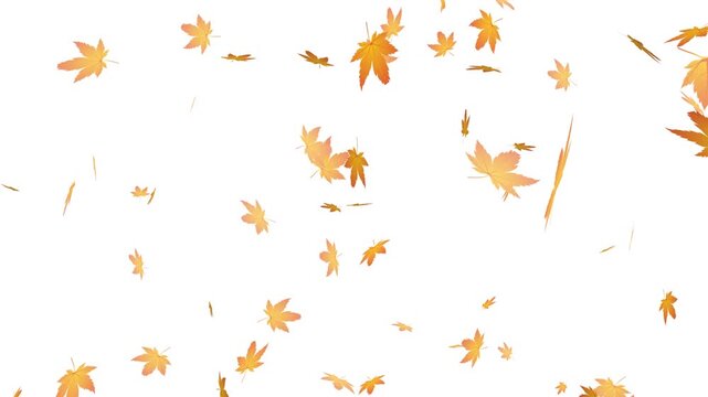 falling autumn maple leaves on white background, autumn leaves falling particle overlay loopable.