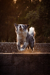 Obraz premium Spotted grey and white border collie jumping mid air about to catch frisbee disc on sunset forest background