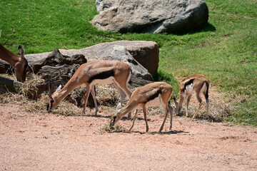 impalas feeding in zoo enclosure, group of impalas feeding in a zoo enclosure. elegant african antelopes grazing in a naturalistic habitat, showcasing wildlife conservation and animal behavior. © Галина Миронюк
