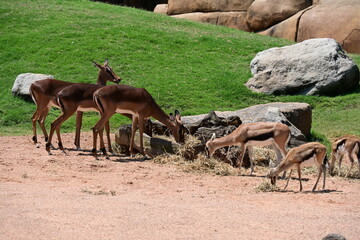 impalas feeding in zoo enclosure, group of impalas feeding in a zoo enclosure. elegant african antelopes grazing in a naturalistic habitat, showcasing wildlife conservation and animal behavior. © Галина Миронюк