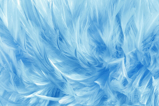 Beautiful blue pastel bird feathers pattern texture background.