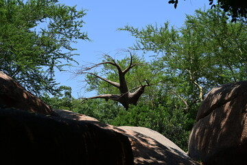 baobab tree in zoo african habitat, majestic baobab tree standing in an african themed zoo habitat. iconic tropical tree with a massive trunk and bare branches under a clear blue sky. © Галина Миронюк