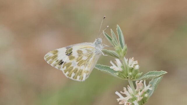 A beautiful small white butterfly gently clinging to a flowering plant branch outdoors.
