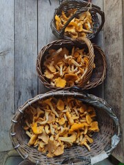 Wicker baskets filled with fresh chanterelle mushrooms gathered in the forest for winter preserves,homemade soup, winter preserves © Kseniia