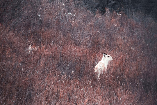 Caribou on a hill on the Denali Highway