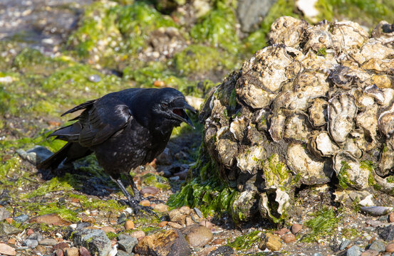 A black crow scavenging on the shoreline. 