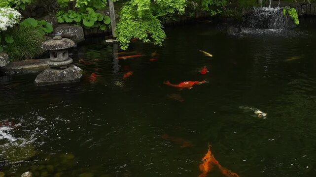 Koi carp swimming in a traditional Japanese garden pond, surrounded by fresh greenery, stone lantern and gentle water fountain. Serene outdoor scenery.