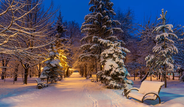 Snow-covered alley in a city park at morning twilight.