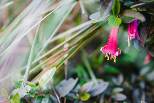 close up of australian native correa with red flowers in sunny backyard