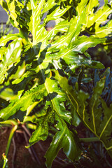 giant philodendron plant with dew drops in lush sunny australian backyard © faithie