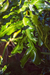 giant philodendron plant with dew drops in lush sunny australian backyard © faithie