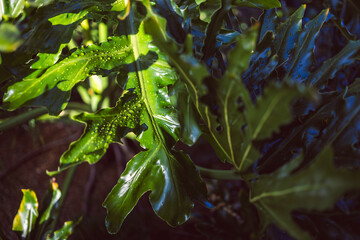 giant philodendron plant with dew drops in lush sunny australian backyard © faithie