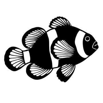vector illustration of a clownfish