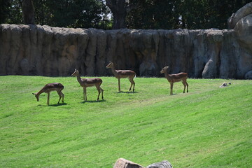impalas feeding in zoo enclosure, group of impalas feeding in a zoo enclosure. elegant african antelopes grazing in a naturalistic habitat, showcasing wildlife conservation and animal behavior. © Галина Миронюк