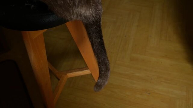 Cat Tail Swishing Playfully While Perched on Wooden Stool, Happy Feline Mood Close-Up