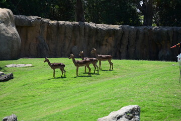 impalas feeding in zoo enclosure, group of impalas feeding in a zoo enclosure. elegant african antelopes grazing in a naturalistic habitat, showcasing wildlife conservation and animal behavior. © Галина Миронюк
