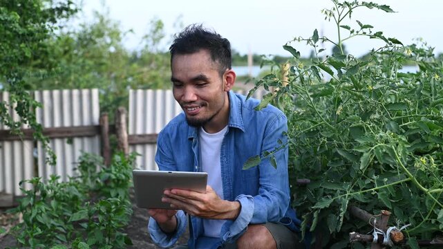 Asian smart farmer using digital tablet computer to check tomato plants in organic garden