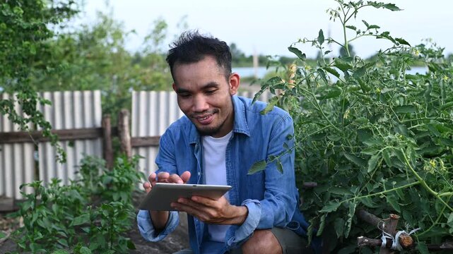 Asian smart farmer using digital tablet computer to check tomato plants in organic garden