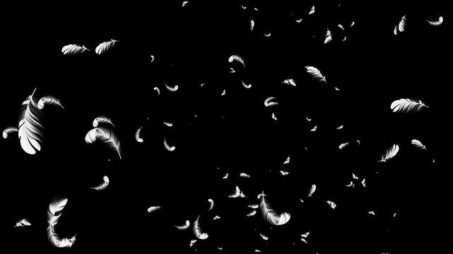 White feather fluffy falling in the wind background. 4K loop alpha. Rotation up.