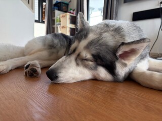 Sleeping Siberian Husky Resting on Wooden Floor Indoors © KPattida