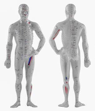 Mannequins d&rsquo;acupuncture chinoise 